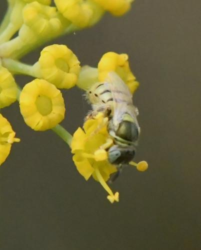 Nomioides facilis